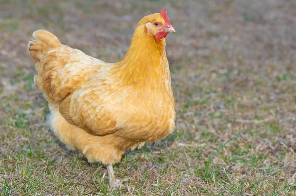 在草地上散步的Buff Orpington鸡 — 图库照片