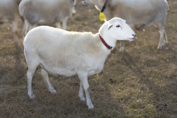 Beyaz Katahdin Koyunu Güneşli Koyunları Aydınlatıyor — Stok fotoğraf