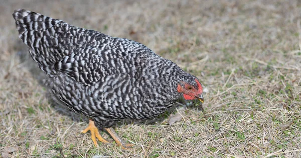 黑白相间的多米尼克鸡在冬天的草地上觅食 — 图库照片