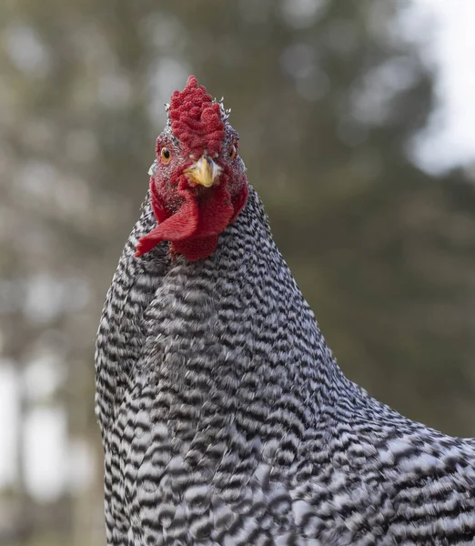 Gallo Pollo Con Una Mirada Sorprendida Cara Mirando Cámara — Foto de Stock
