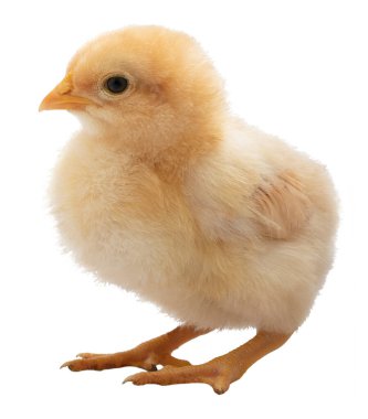 Bir stüdyo çekiminde izole edilmiş genç sarı tüylü Orpington tavuğu.