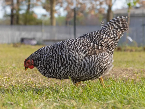 在绿色的牧场上寻找食物的多米妮可鸡鸡 — 图库照片