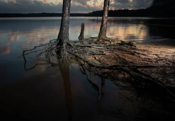 Pôr Sol Sobre Lago Jordão Carolina Norte Com Raízes Árvores — Fotografia de Stock
