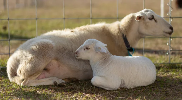 太陽の暖かさの中に敷設Katahdin羊Eweとその子羊 — ストック写真