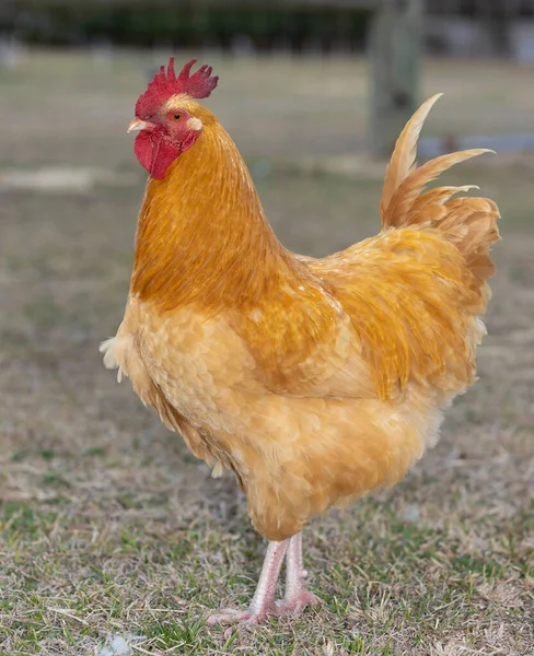 绿色牧场上金黄色的Orpington鸡公鸡 — 图库照片