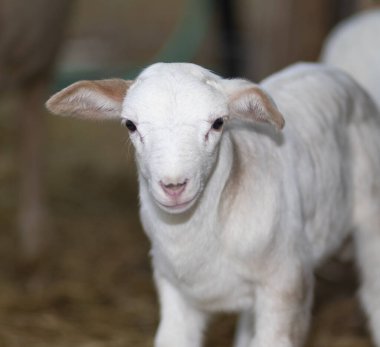 Daha bir günlük olan Katahdin koyunlarına yakından bak.