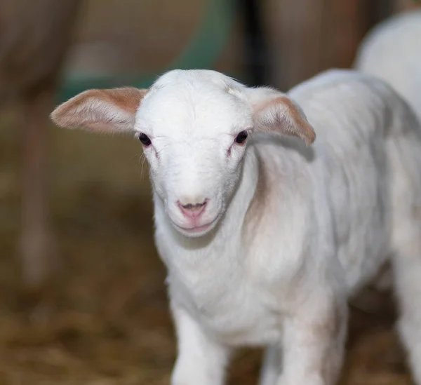 Close Look Katahdin Sheep Lamb Only Day Old — Stock Photo, Image