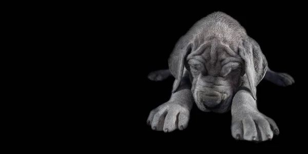 Gekweekt Grote Deen Puppy Houdt Zijn Hoofd Laag Nadat Hij — Stockfoto