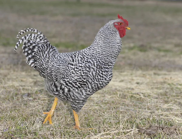 草原を歩く黒と白のドミニク鶏の鶏の雄鶏 — ストック写真