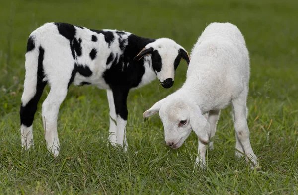 Young Katahdin Sheep Lambs Eating Pasture Green Grass — Stock Photo, Image