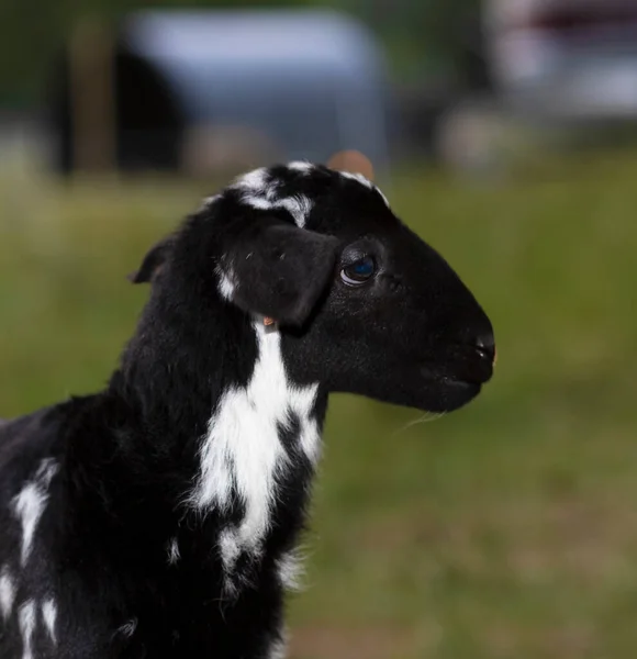Katahdin Sheep Lamb Black White Color Green Field — Stock Photo, Image