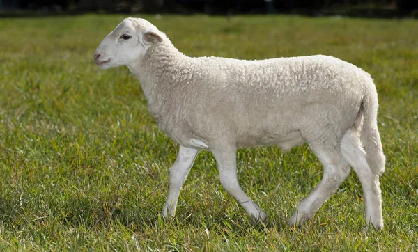 Dumny Biały Katahdin Owca Jagnięcina Chodzenie Zielonym Pastwisku — Zdjęcie stockowe