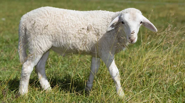 白色的卡塔赫丁羊躺在长满青草的牧场上 — 图库照片