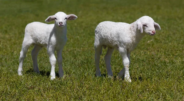 Zwei Weiße Katahdin Schafe Laufen Tagsüber Auf Einem Grünen Und — Stockfoto