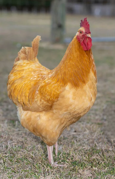 黄色と金色のバフ豚の鶏の鶏は それがガード義務立っているように見える鶏の鶏 — ストック写真