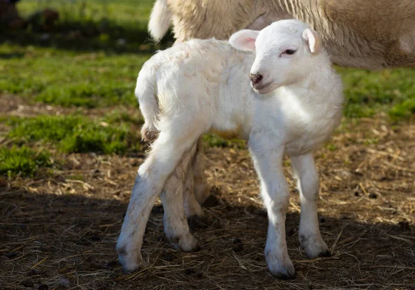 Annesinin Yanında Duran Sevimli Beyaz Katahdin Koyunu — Stok fotoğraf