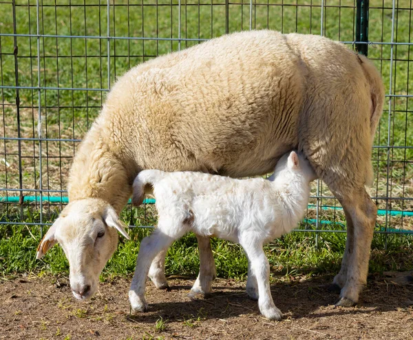Katahdin Sheep Ewe Nursing Its New White Lamb — Stock Photo, Image