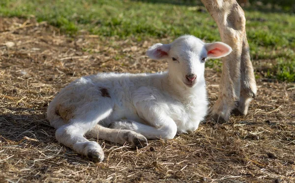Unschuldiges Schaf Lamm Liegt Seinen Mutterschafen Füßen — Stockfoto