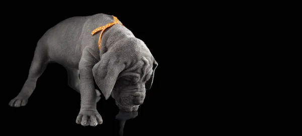 何かを探している純血種のグレートデーン子犬 — ストック写真