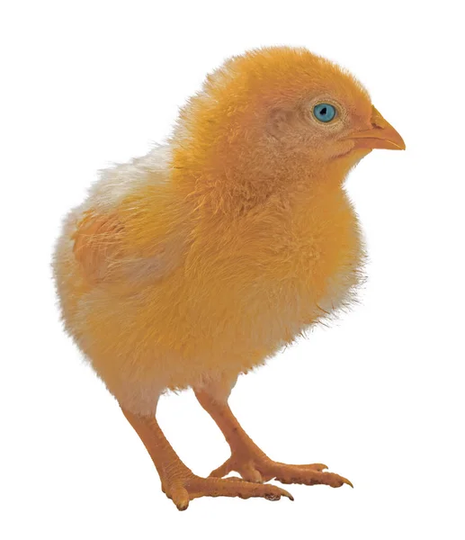 Kurczak Żółty Jasnoniebieskimi Oczami Który Jest Izolowany Jasnym Tle — Zdjęcie stockowe