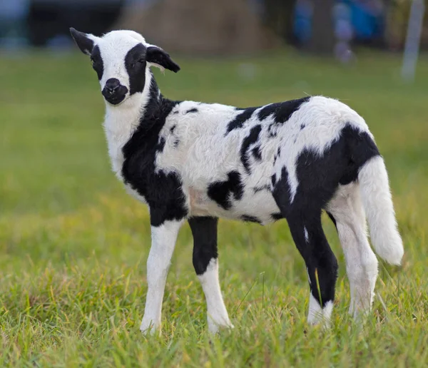 Sheep Lamb Black White Spots Grassy Field — Stock Photo, Image
