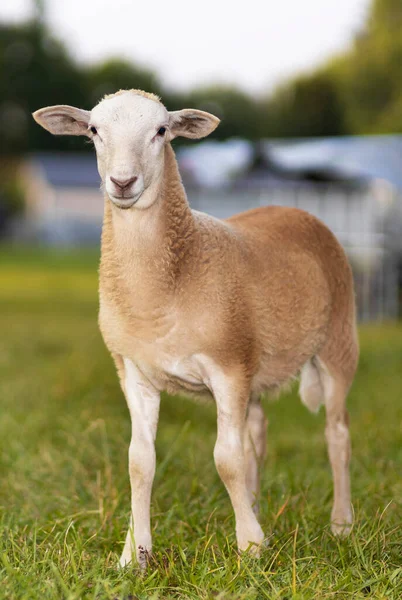 站在绿地上的小羊Beige Katahdin — 图库照片