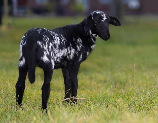 Siyah Katahdin Koyunu Yeşil Alanda Beyaz Spor Yapıyor — Stok fotoğraf