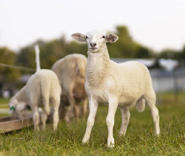 White Katahdin Sheep Lamb Standing Green Field — Stock Photo, Image