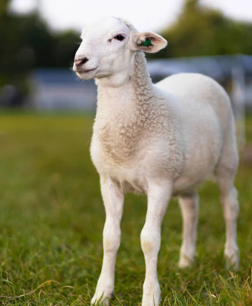 Cordeiro Ovelha Branco Que Golpeia Uma Pose Pasto Verde — Fotografia de Stock