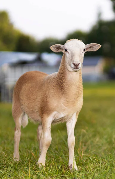 Ανοιχτό Μπεζ Katahdin Πρόβατα Αρνί Στέκεται Ένα Πράσινο Πεδίο — Φωτογραφία Αρχείου