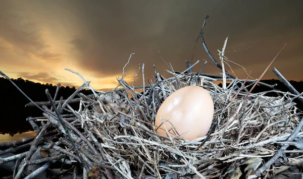 Dawn Breaking Chicken Eggs Small Nest — Stock Photo, Image