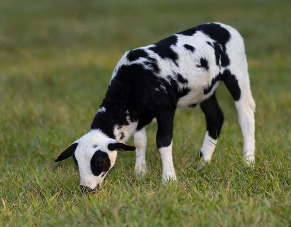 Czarno Białe Owce Kropidlaste Jedzące Trawę Zielonym Letnim Pastwisku — Zdjęcie stockowe