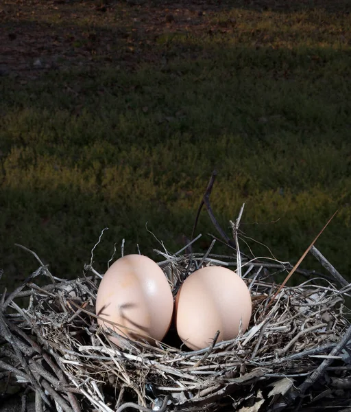 Two Chicken Eggs Nest Sunrise Begins — Stock Photo, Image