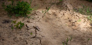 Kumun yüzeyinde uzun tarla faresi tünelleri görünüyor.
