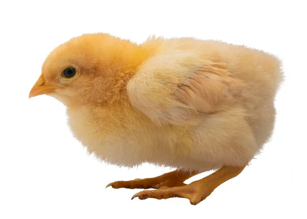 在一个独立拍摄的演播室里蹲着一只黄色的腊肠鸟蛋鸡 — 图库照片