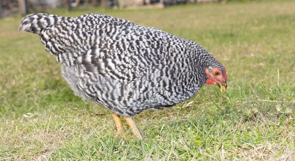 Dominique Chicken Hen Just Eats Something Pasture Grass — Stock Photo, Image