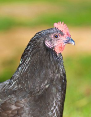 Kızgın görünen siyah bir Australorp tavuğunun portresi