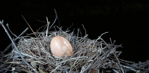 Single Chicken Egg Small Nest Surrounded Darkness — Stock Photo, Image