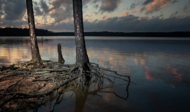Kuzey Carolina 'daki Ürdün Gölü' nde gün batımı. Ağaçlar ve açık kökler.