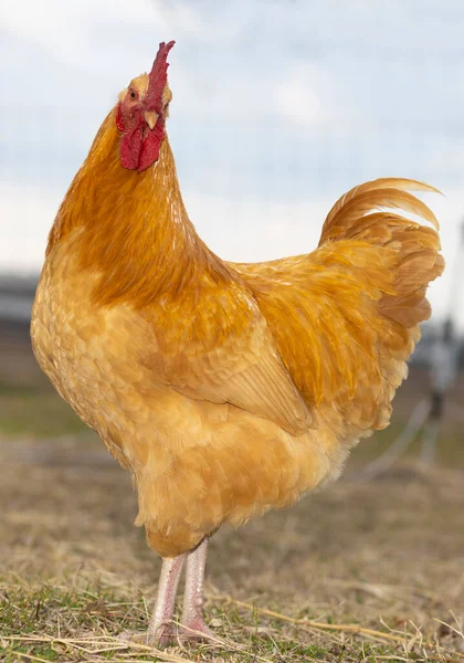 黄金相间的腊肠Orpington鸡鸡看起来很疯狂 — 图库照片