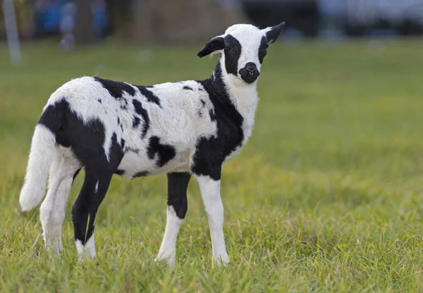 Sheep Lamb Black White Spots Grassy Field — Stock Photo, Image