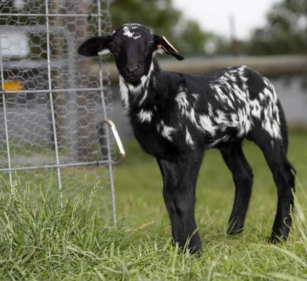 Black White Katahdin Sheep Lamb Next Its Protective Enclosure — Stock Photo, Image