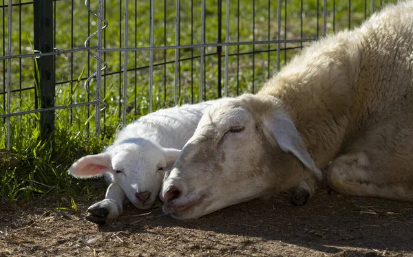 Liebende Katahdin Schafe Machen Ein Nickerchen Mit Ihrem Jungen Weißen — Stockfoto