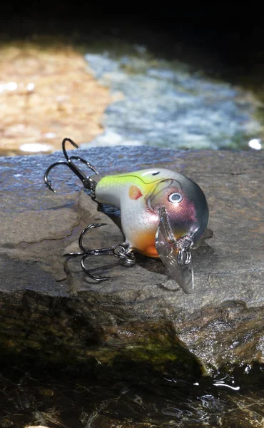 Etrafında Renkli Bir Balık Yemi Olan Kayanın Üzerindeki — Stok fotoğraf