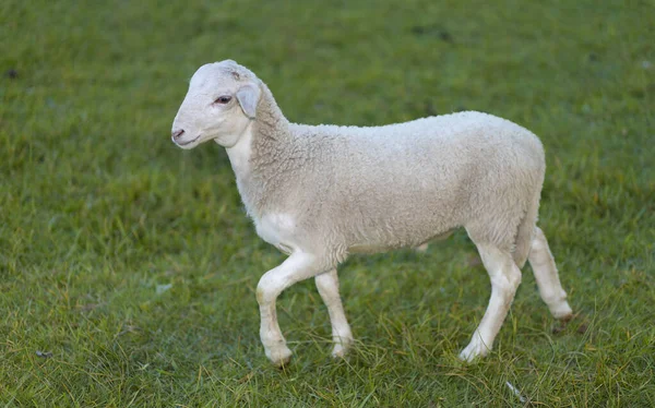 Male Sheep Lamb Walking Green Grassy Pasture Summer — Stock Photo, Image