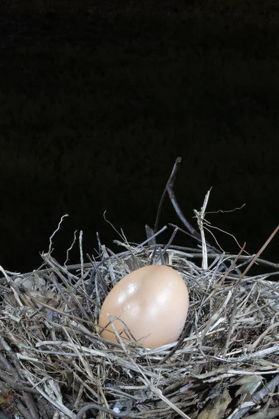 Room Text Single Chicken Eggs Nest Night — Stock Photo, Image