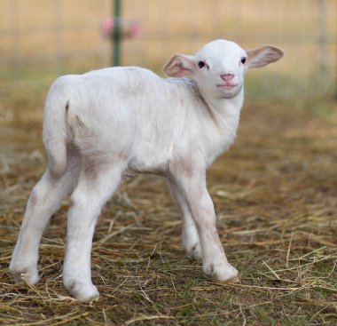 Katahdin koyun kuzusu yürümeyi yeni öğreniyor.