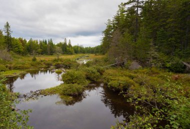 Eylül ayı sonlarında küçük bir dere Maine kırsalında dönüyor.