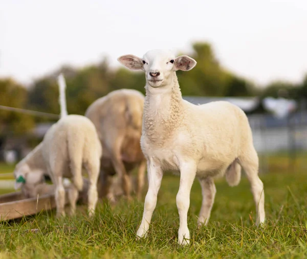 誇り高い白いKatahdin羊緑のフィールドに立っている子羊 — ストック写真