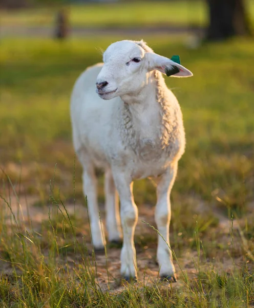 緑の畑で日没前に白い羊の子羊 — ストック写真